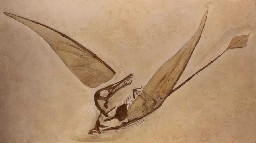 The Rhamphorhynchidae card