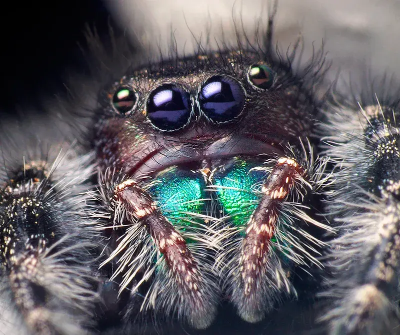 The Phidippus card