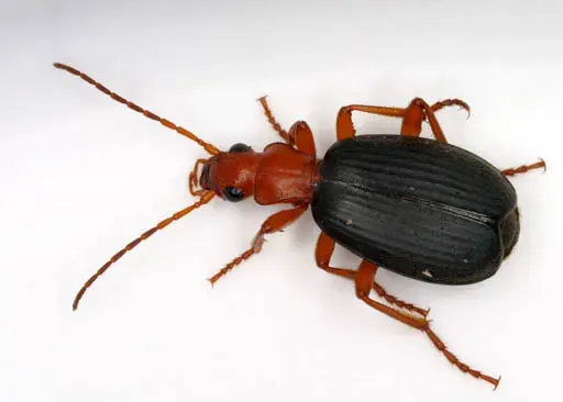 La carte Brachinus