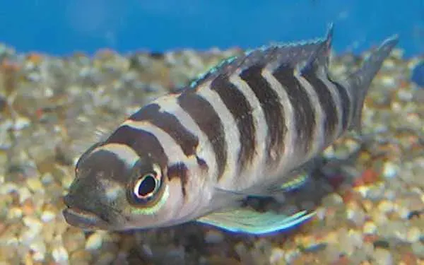 The Neolamprologus cylindricus card