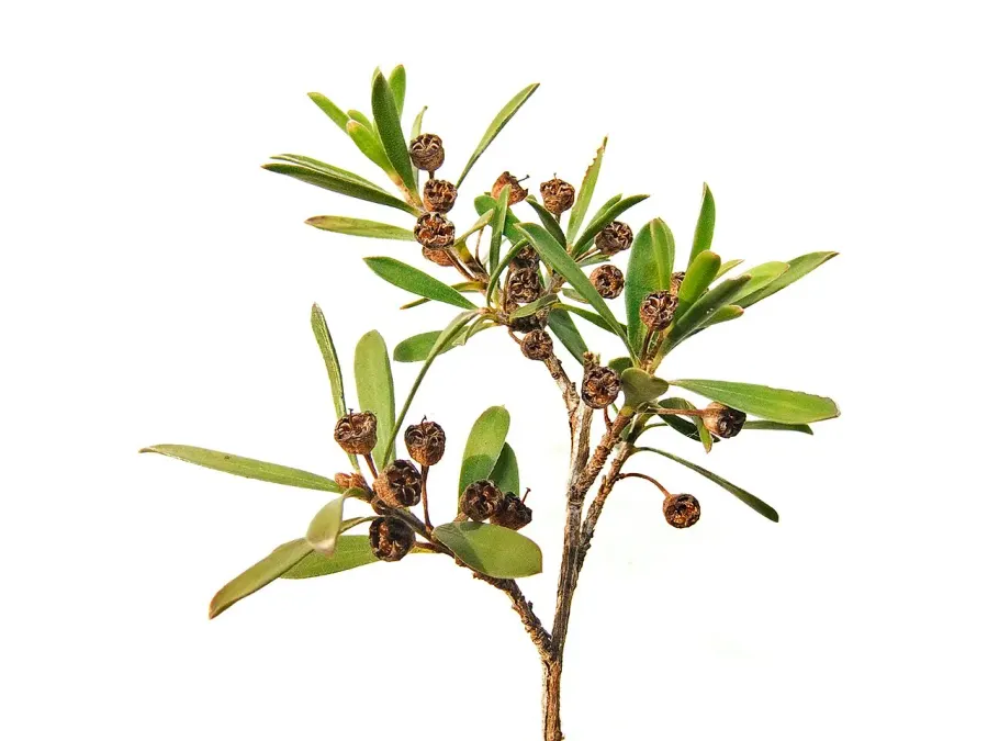 La carte Kunzea