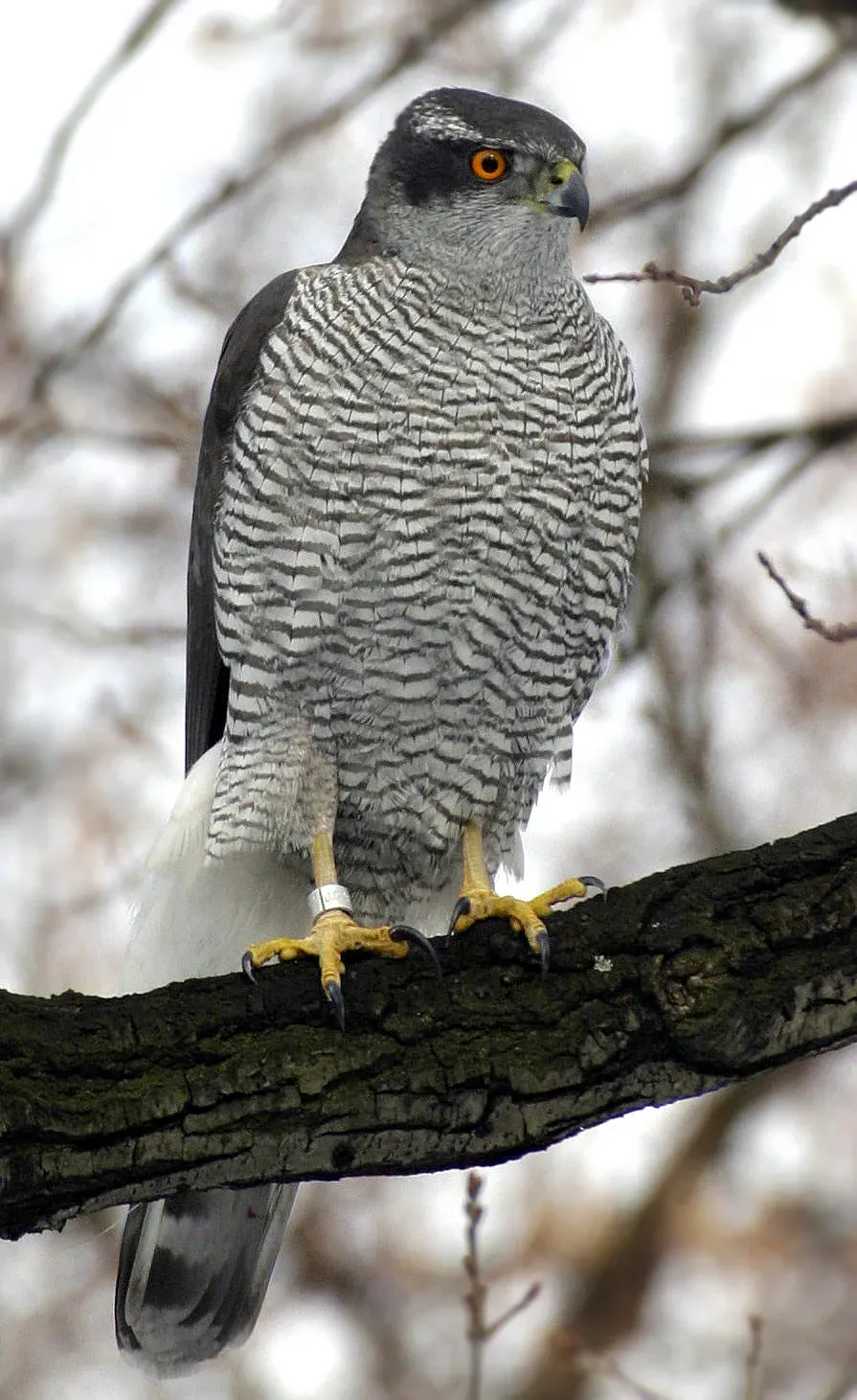 The Eurasian goshawk card