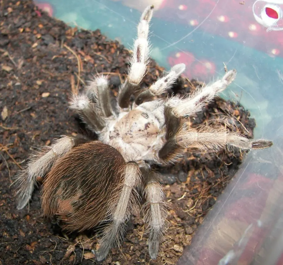 The Aphonopelma chalcodes card