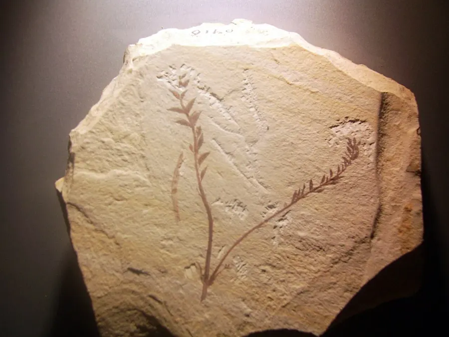 The Archaefructus card