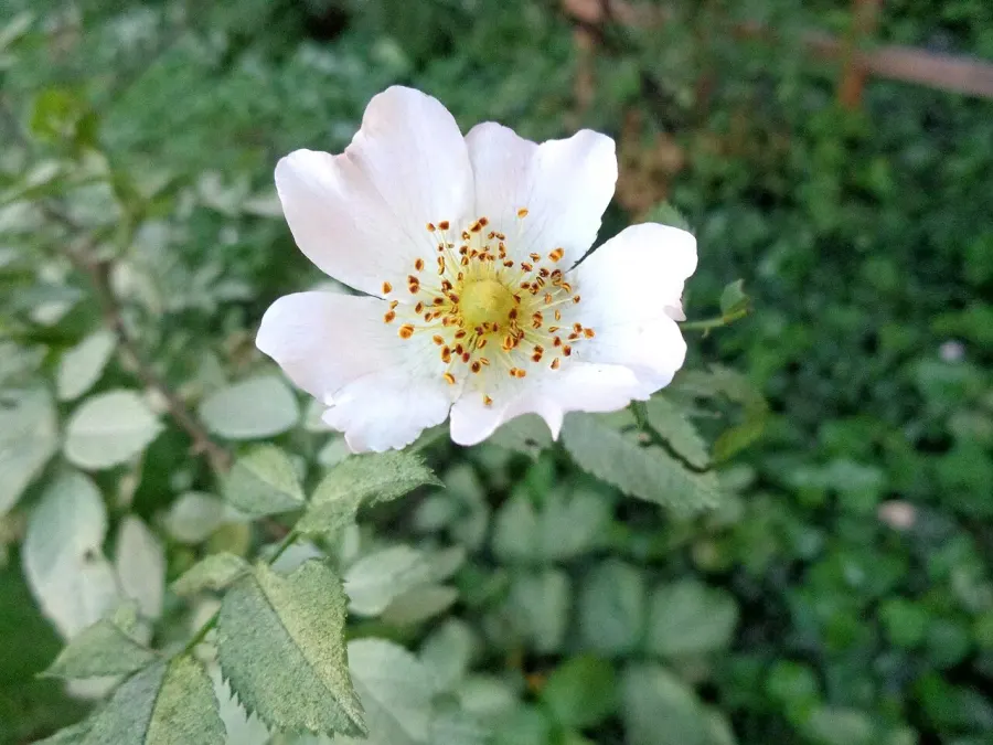 The Rosa corymbifera card