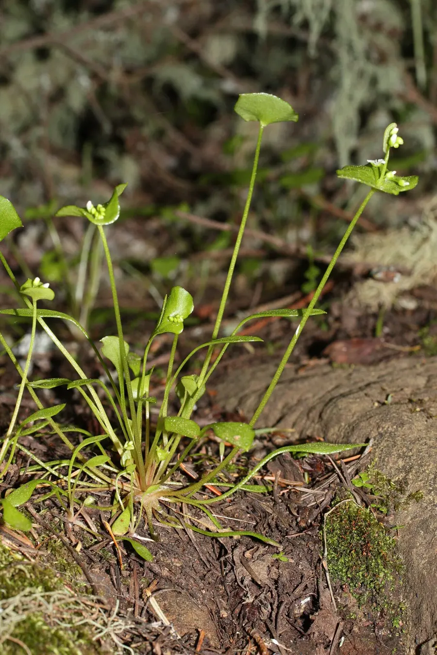 The Claytonia perfoliata card
