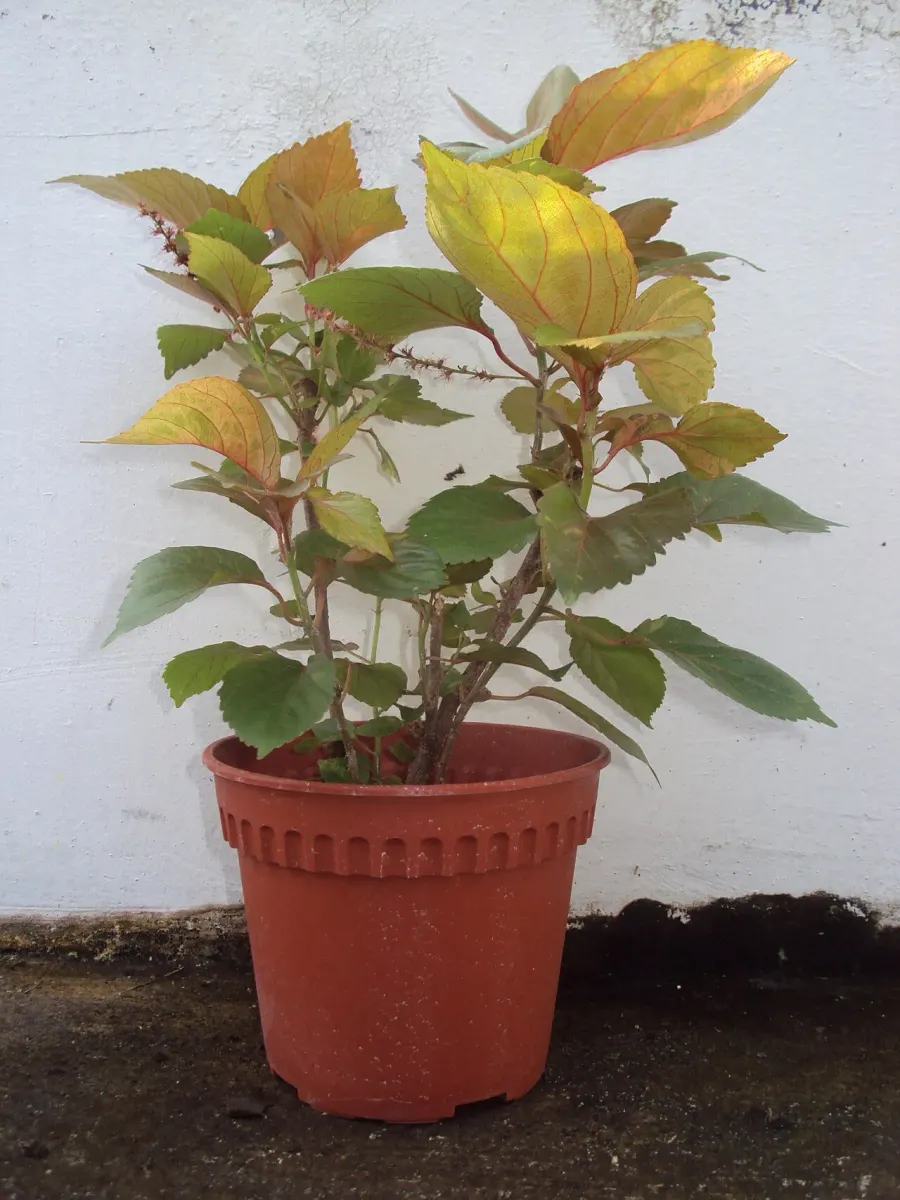 The Acalypha wilkesiana card