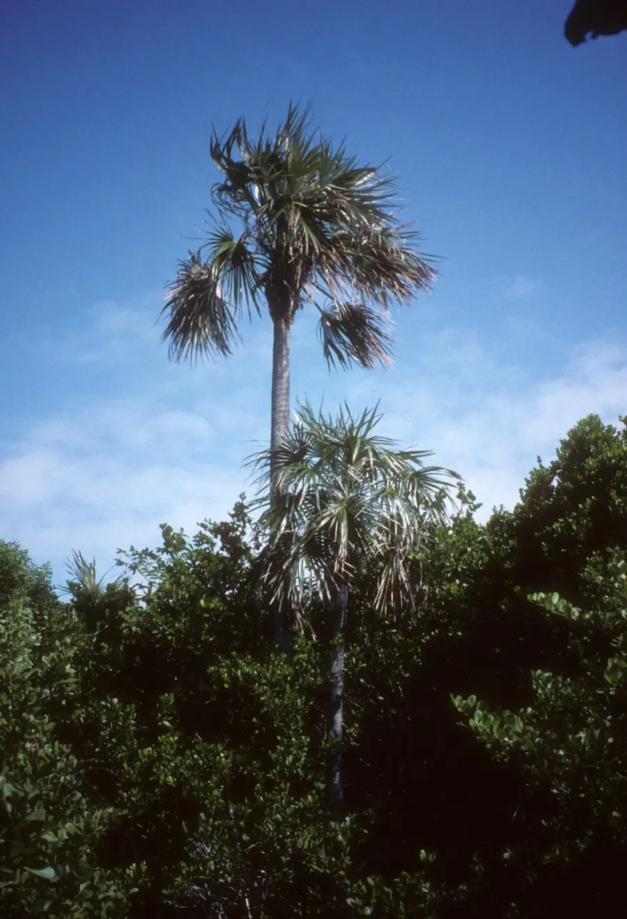 The Coccothrinax card
