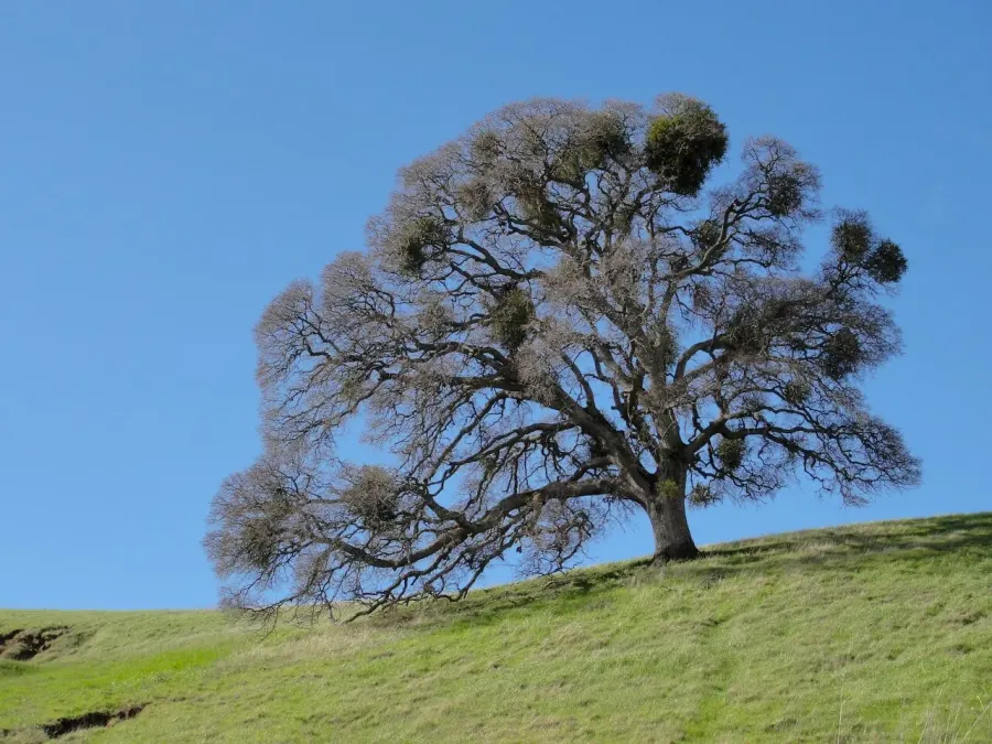 The Quercus lobata card