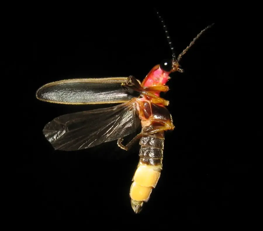 The Photinus pyralis card
