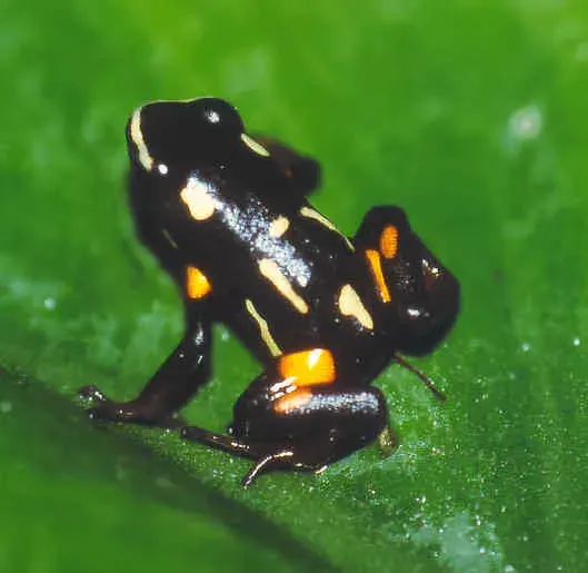 The Brazil-nut poison frog card