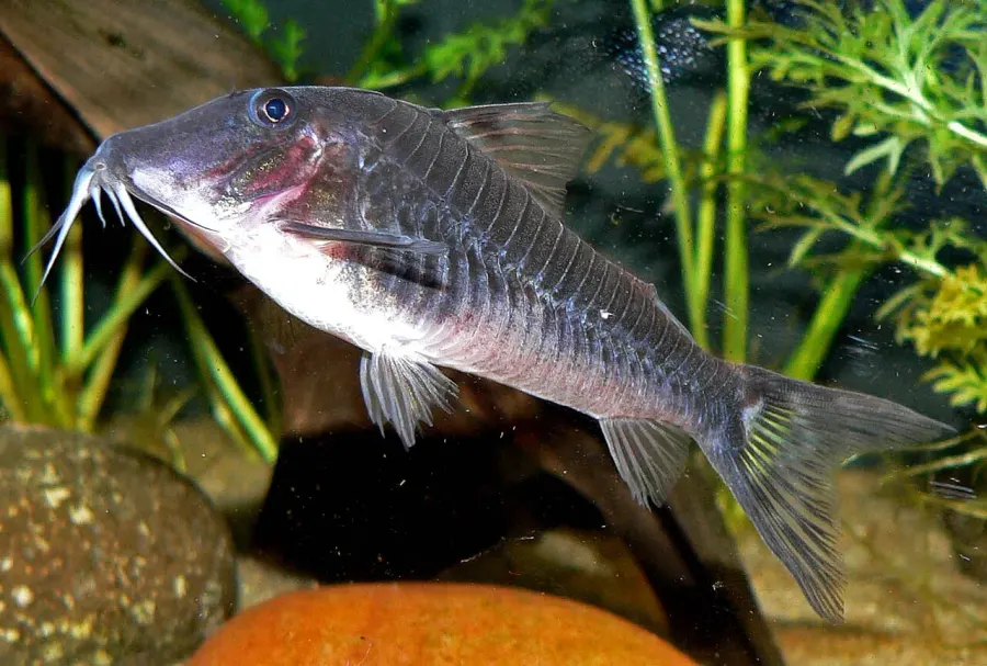 La carte Corydoras semiaquilus