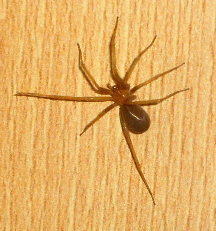 The Chilean recluse spider card