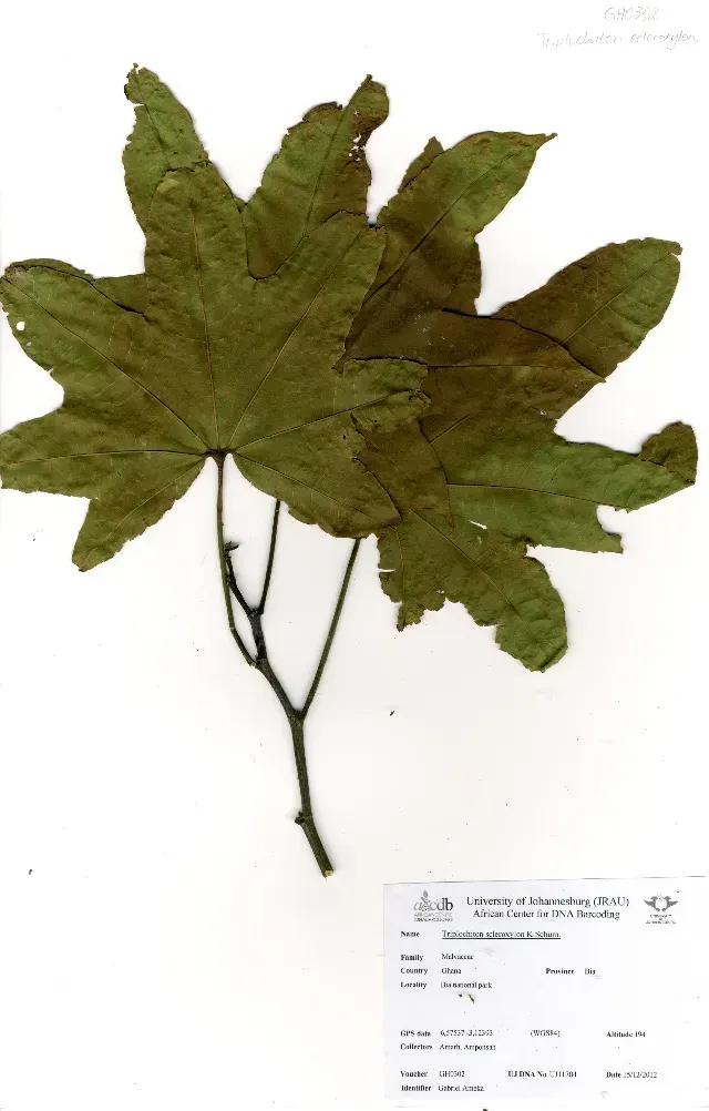 La carte Triplochiton scleroxylon