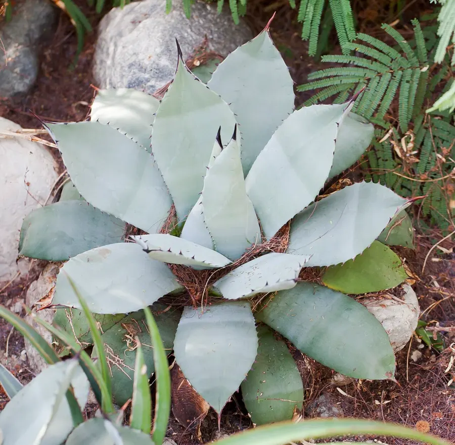 The Agave parryi card