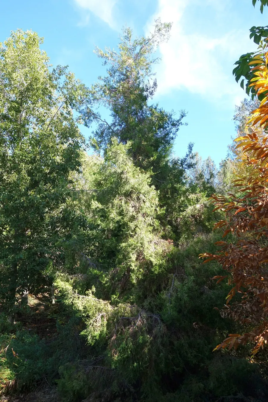 The Cupressus chengiana card