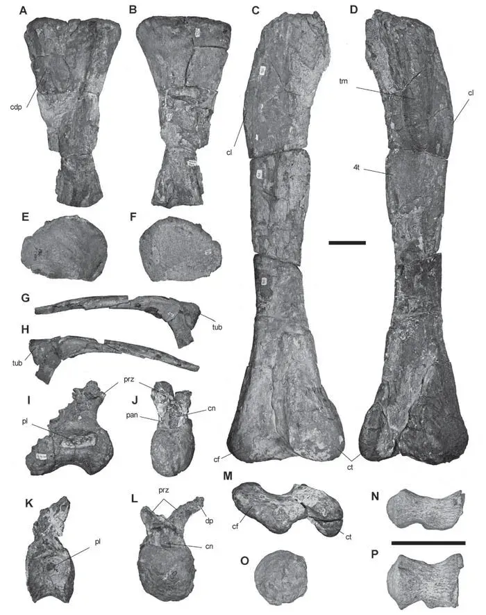 The Atacamatitan card