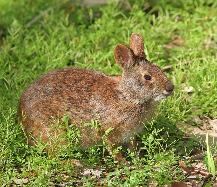 La carte Sylvilagus palustris
