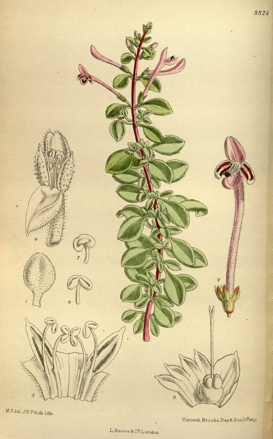 The Nepetoideae card