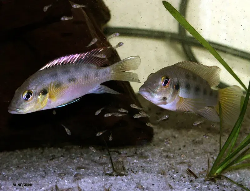 The Chromidotilapia card