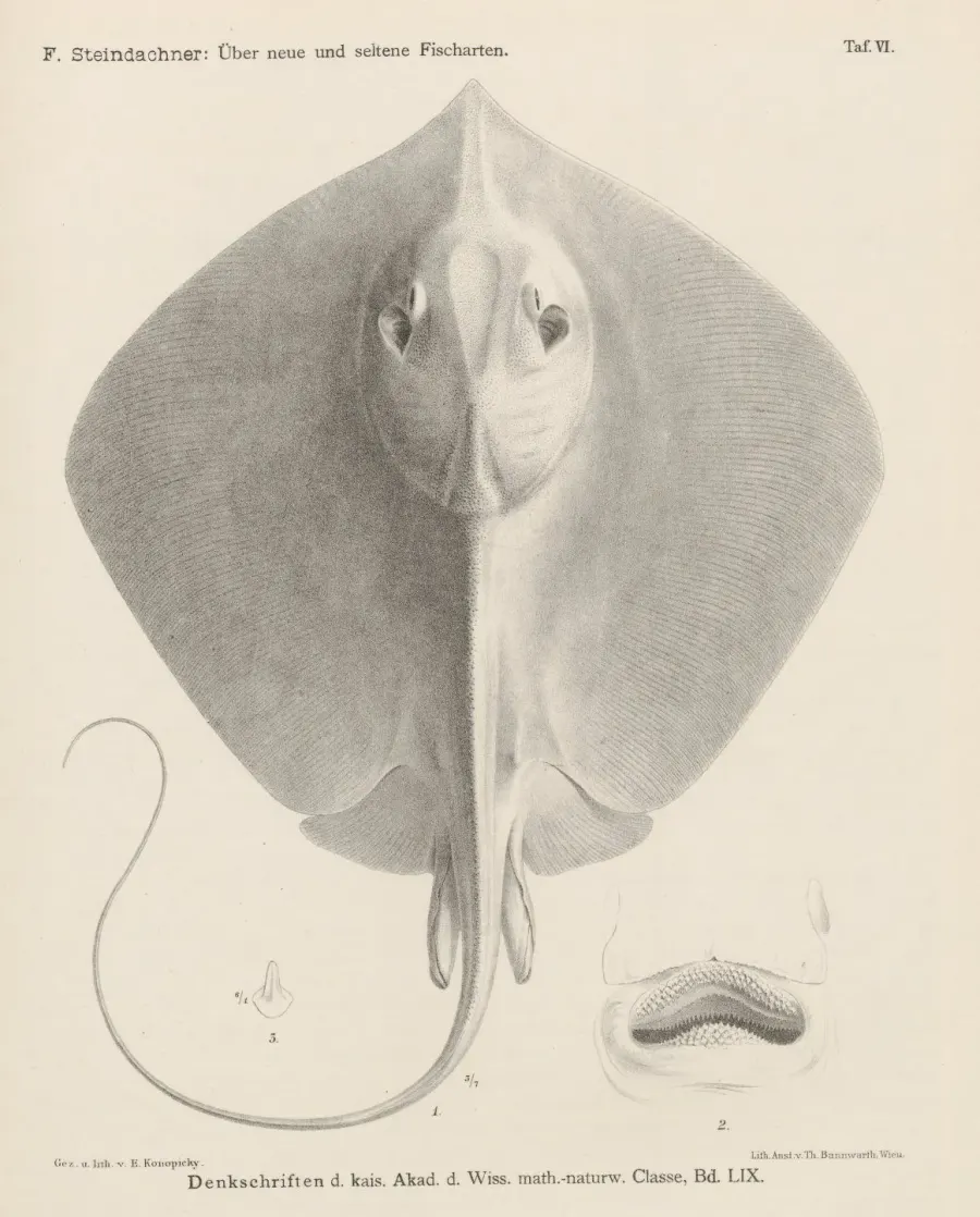 La carte Dasyatis sinensis