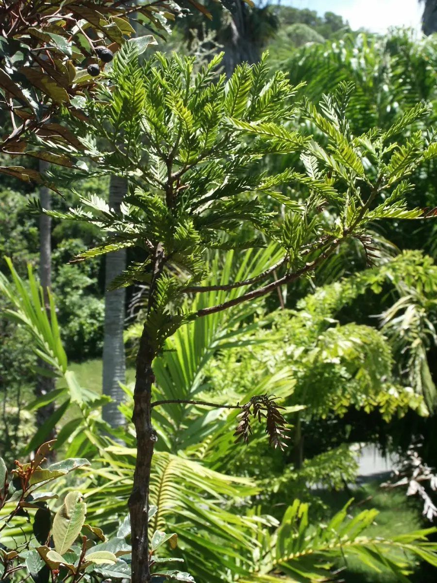 The Retrophyllum card