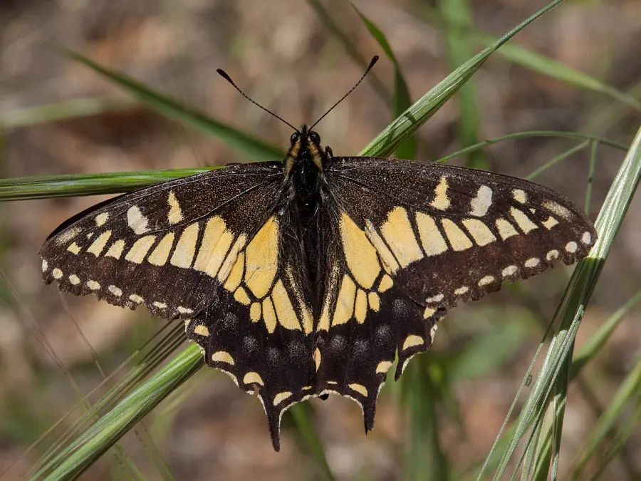 The Papilio zelicaon card