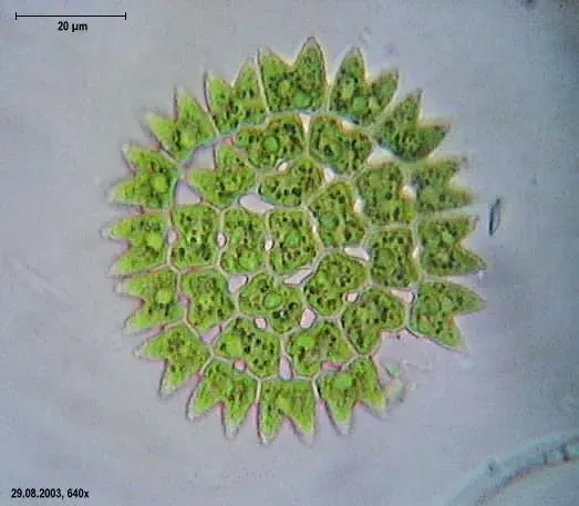 La carte Pediastrum