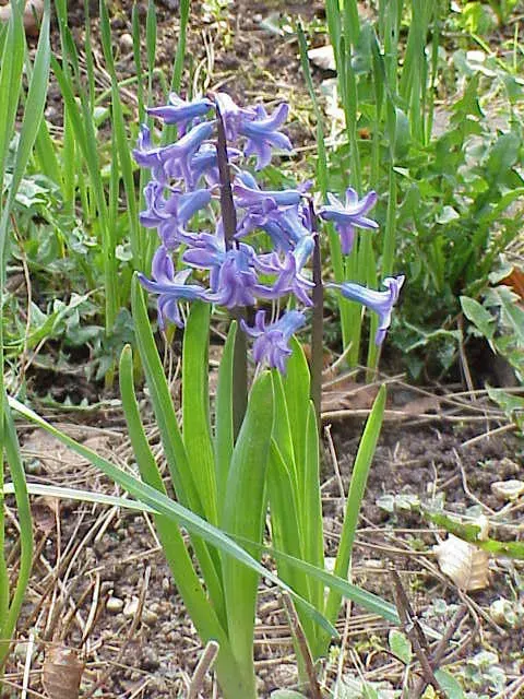 La carte Hyacinthaceae