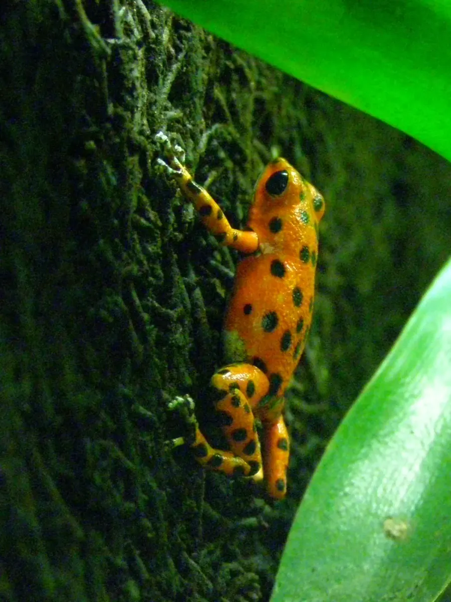 The Marañón poison frog card