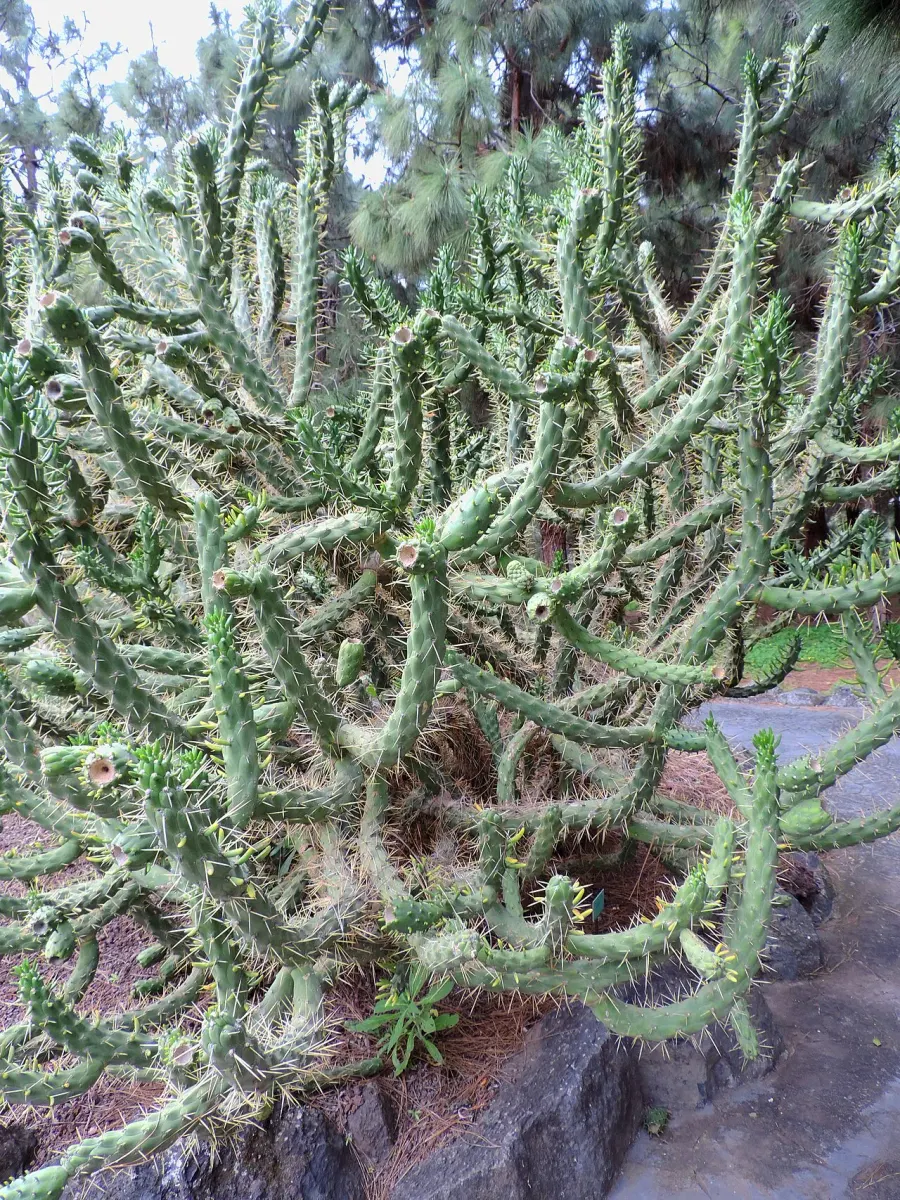 The Austrocylindropuntia card