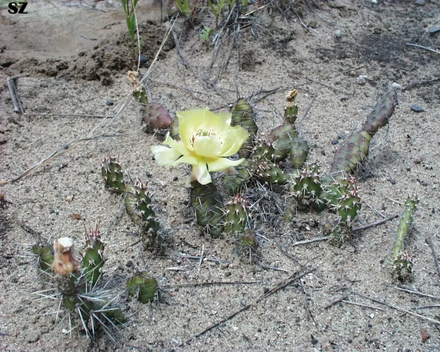 La carte Opuntia fragilis