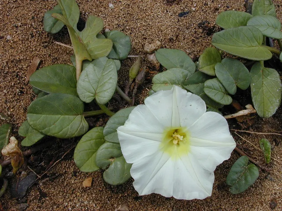 La carte Ipomoea imperati