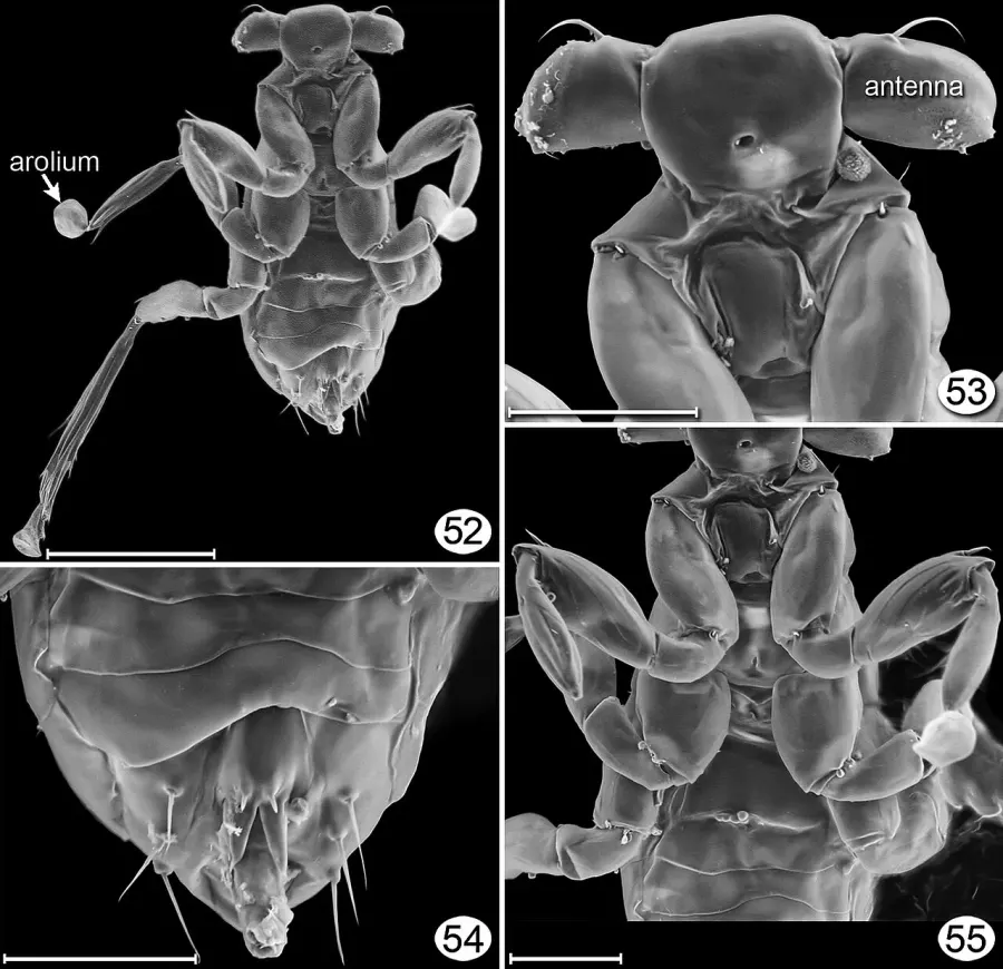La carte Dicopomorpha echmepterygis
