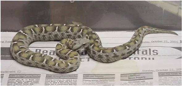 The Montivipera albizona card