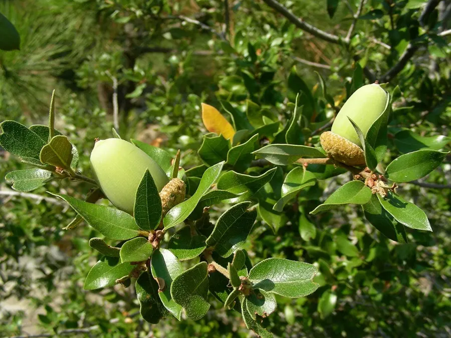 La carte Quercus chrysolepis