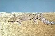 La carte Lepidodactylus