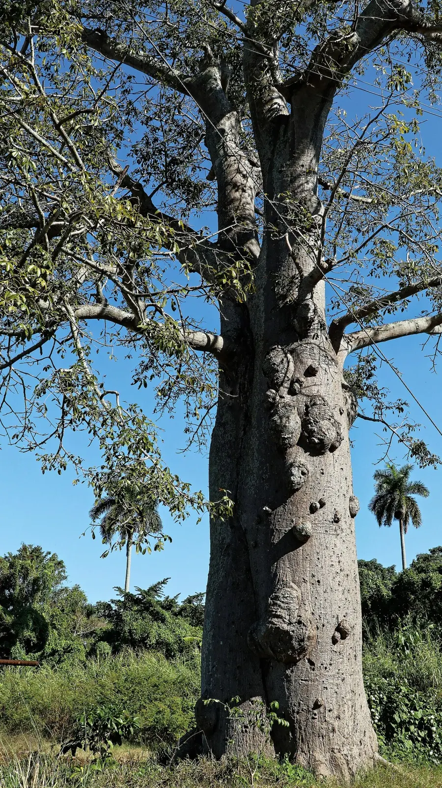La carte Ceiba pentandra