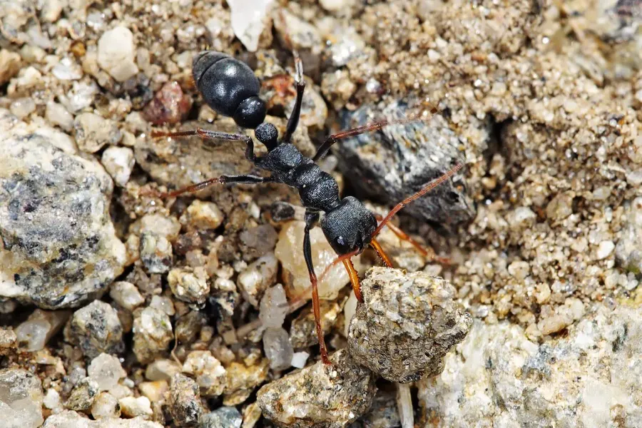 The Jack jumper ant card