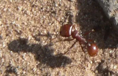 La carte Pogonomyrmex