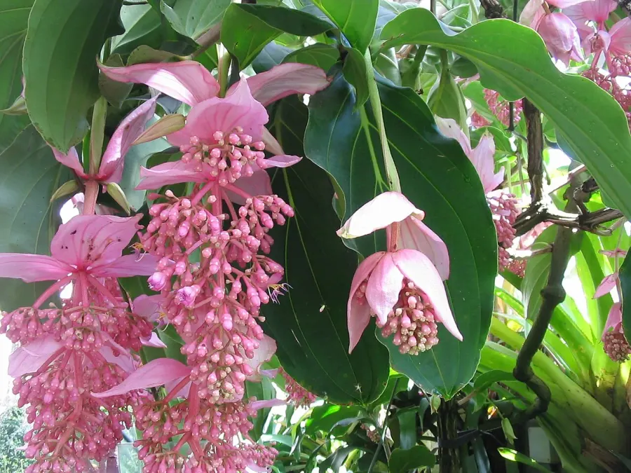 La carte Medinilla magnifica