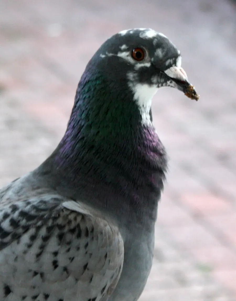 The Homing pigeon card