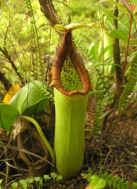 La carte Nepenthes truncata