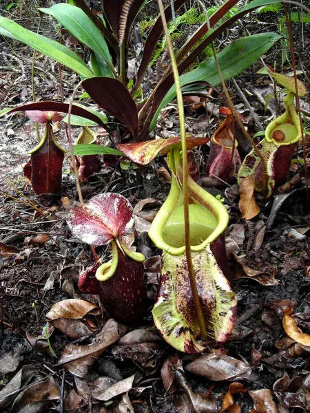La carte Nepenthes rafflesiana
