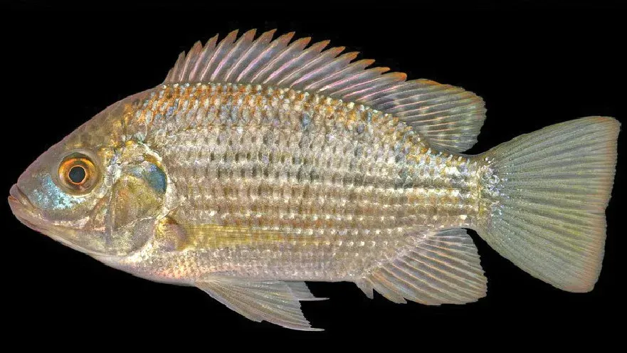 The Mango tilapia card