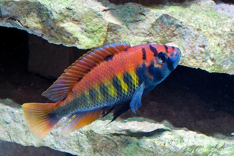 La carte Haplochromis nyererei