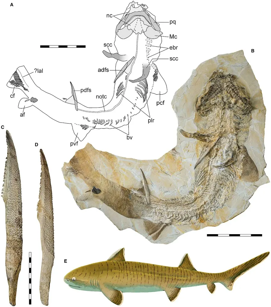 The Hybodontiformes card
