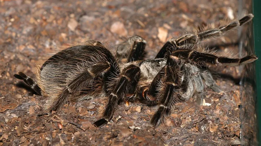 The Brachypelma albopilosum card