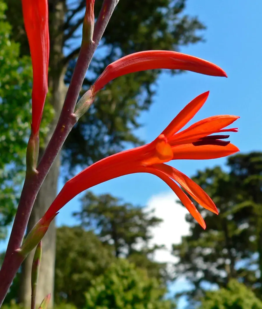 La carte Watsonia