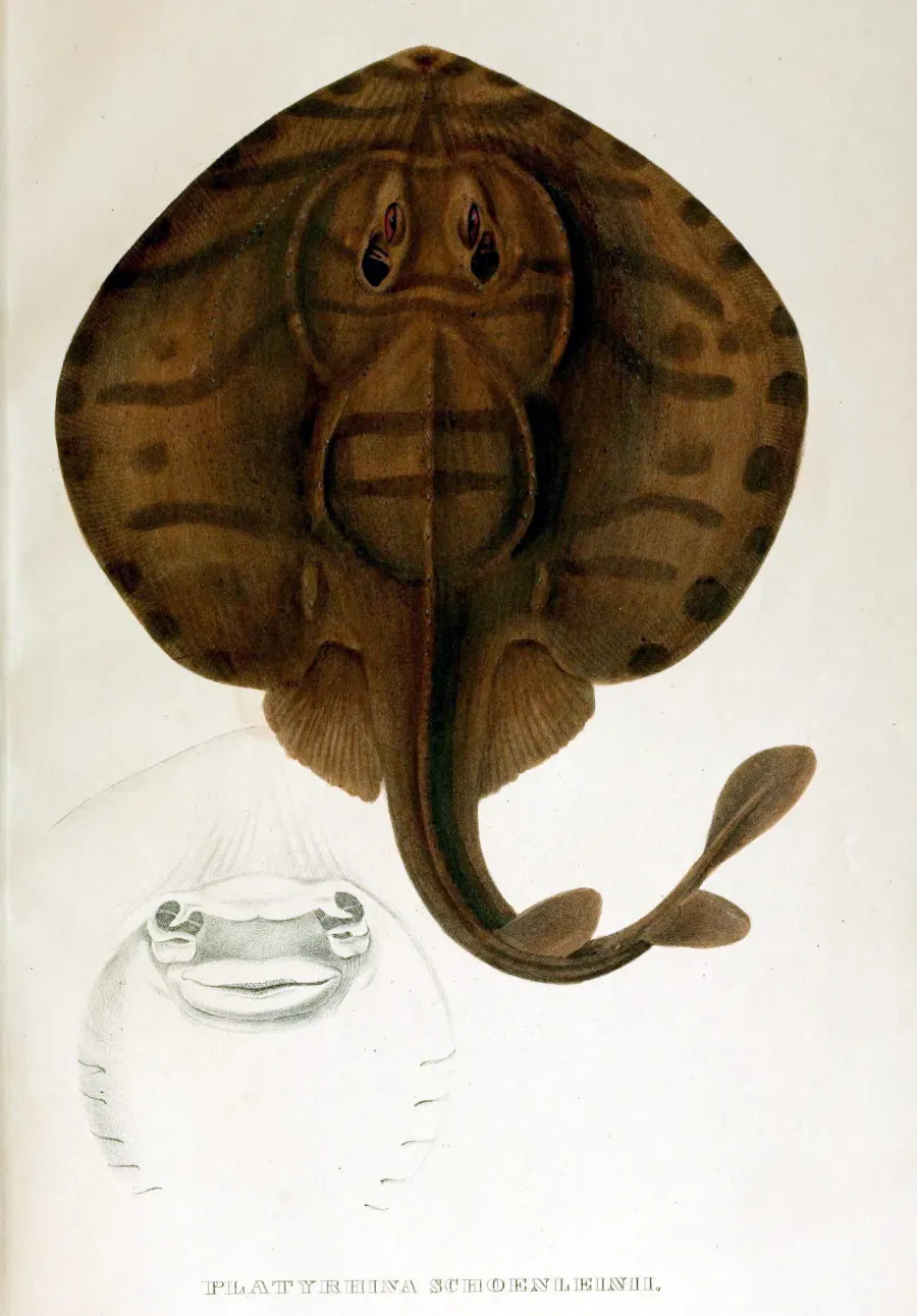 The Zanobatus schoenleinii card